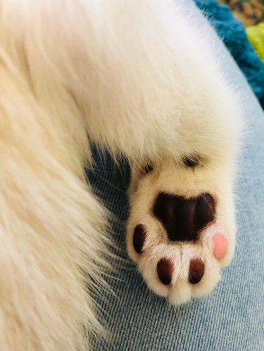 Underside of cat's paw with all black toe pads and one pink toe pad