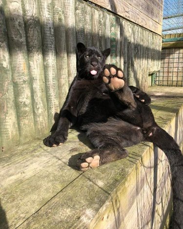Panther showing the underside of its paws