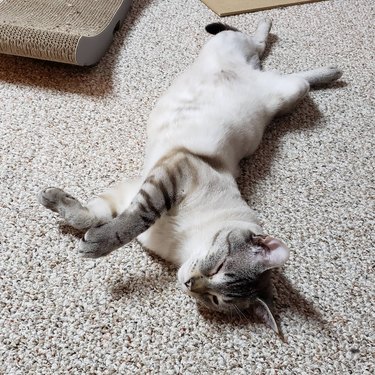 A cat is rolling over half-way on a carpet.
