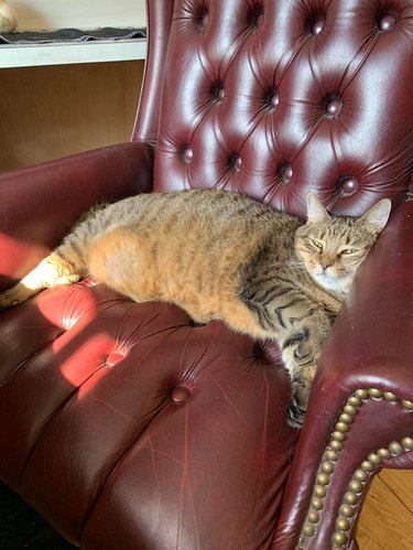 A cat is lounging in a red leather armchair.