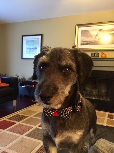 Dog in a nice bowtie with a strangely human look on his face