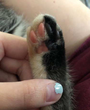 Cat paw that is half black and half ginger