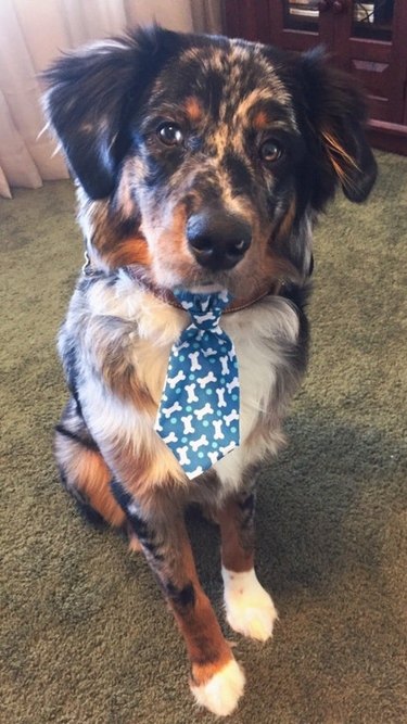 Dapper dog in a tie