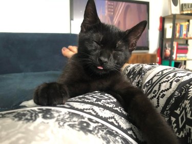 A black cat is closing their eyes and has their tongue out.
