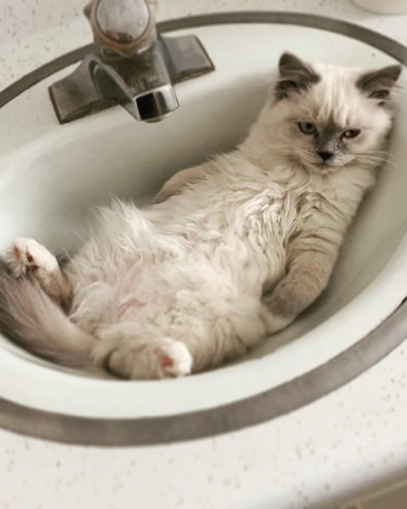 A fluffy white cat is lounging on their back in a sink.