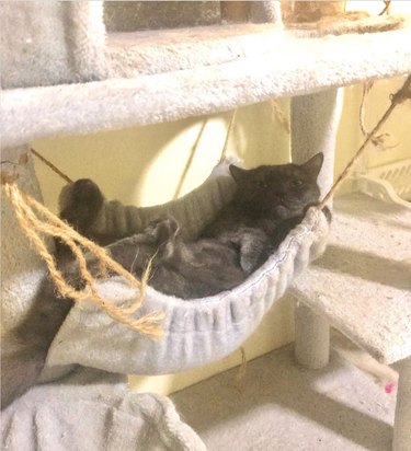 A cat is lounging in a hammock.