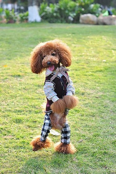 Dog wearing a fancy little suit