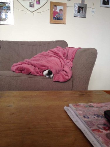 Dog does a sleep under a pink blanket