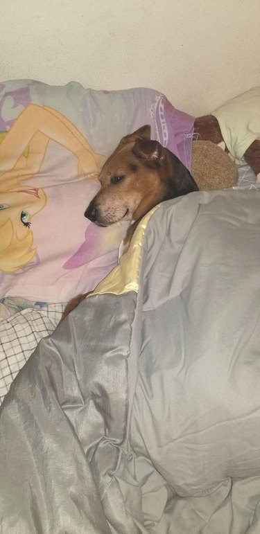 dogs likes to be tucked in at night
