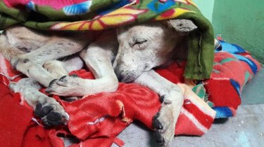 rescued dog sleeps under blanket