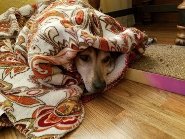 dog enveloped in comfort of blanket