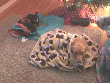Because the only thing better than one dog under a blanket is two!
