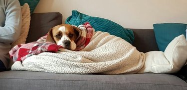 boxer dog sleeps under blanket on couch