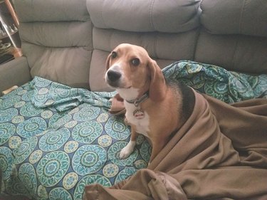 dog sits upright after sleeping under blankets