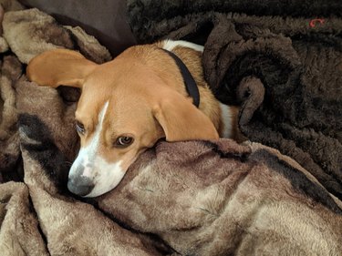 dog sleeps under fuzzy blanket