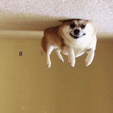20 dogs who are actually just furry balloons
