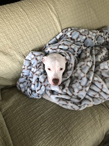 Dog wrapped in a blanket