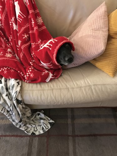 dog rests under reindeer blanket