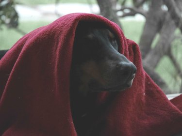 Dog cloaked in blanket like Jedi