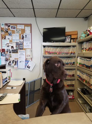 dog at receptionist desk