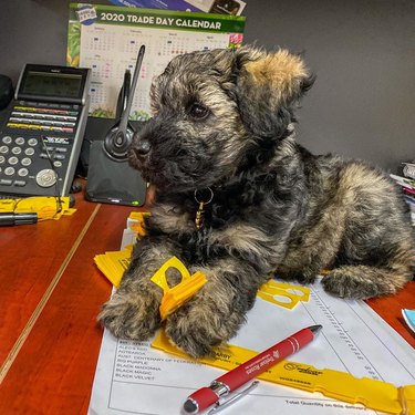 puppy in office