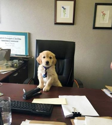 puppy in tie