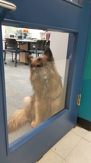 dog welcomes visitors to office