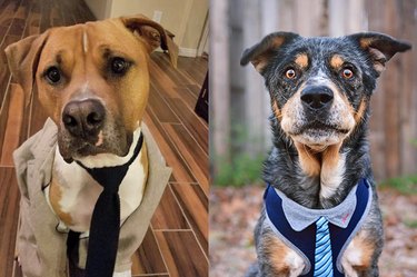 dogs wearing ties