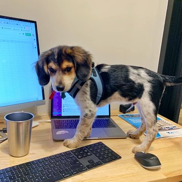 dog on desk in office