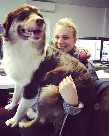 dog on woman's lap in office