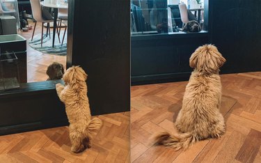 dogs stare at each other through door