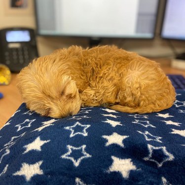 puppy falls asleep in office