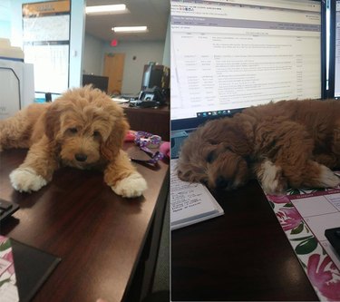 puppy falls asleep on keyboard