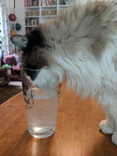 cat with whole face in water glass