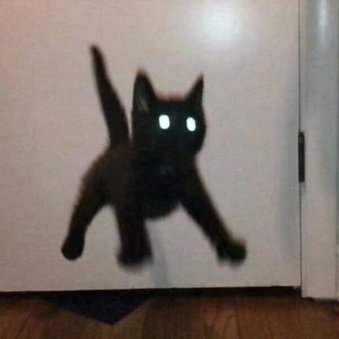 Blurry black cat jumps