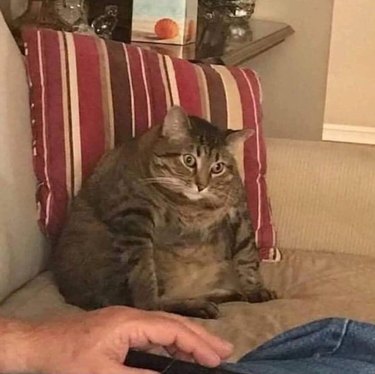Fat cat shocked by what's on the tv
