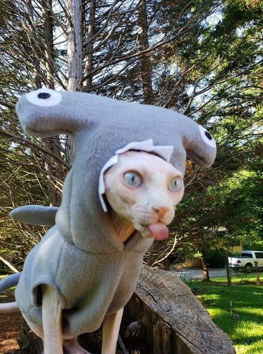 Hairless cat in hammerhead shark costume