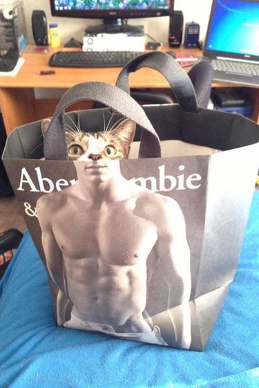 Cat in Abercrombie bag has wicked six-pack