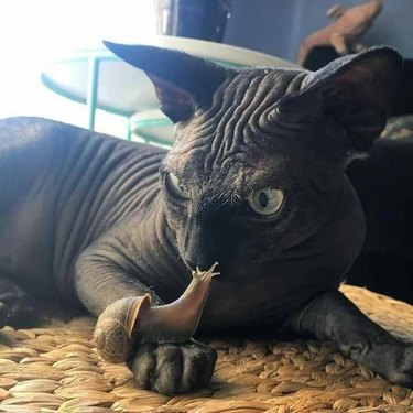 Hairless Sphinx cat confused by snail