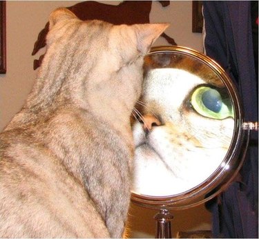 Derpy cat studies reflection in mirror