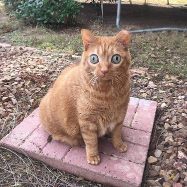 Orange cat has HUGE green eyes