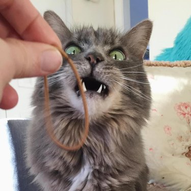 Cat delighted by sight of elastic band