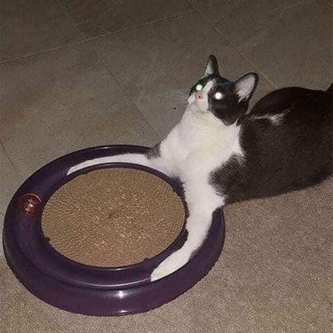 Cat rests paws in circular shaped toy