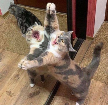 Cat reacts dramatically to its image in mirror