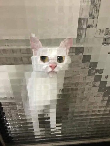 Cat stares through shower glass