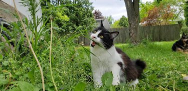 Cat delights in eating grass
