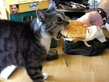 Cat tries to eat hamburger