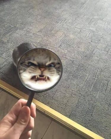 Cat's looks angry under magnifying glass