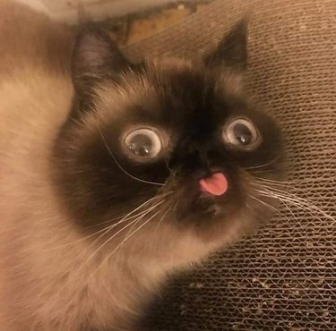 Funny cat with tongue out