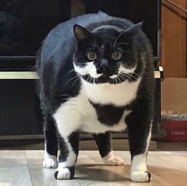 Huge tuxedo cat